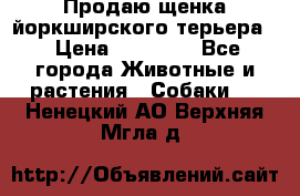 Продаю щенка йоркширского терьера  › Цена ­ 20 000 - Все города Животные и растения » Собаки   . Ненецкий АО,Верхняя Мгла д.